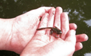 frog-pond-dipping